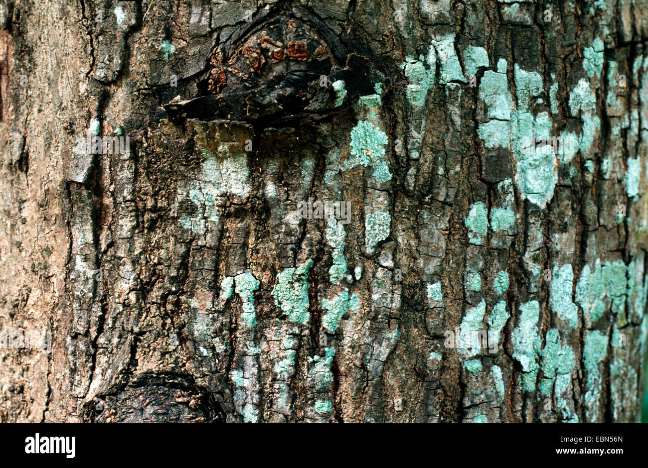mahogany (Swietenia macrophylla), bark Stock Photo