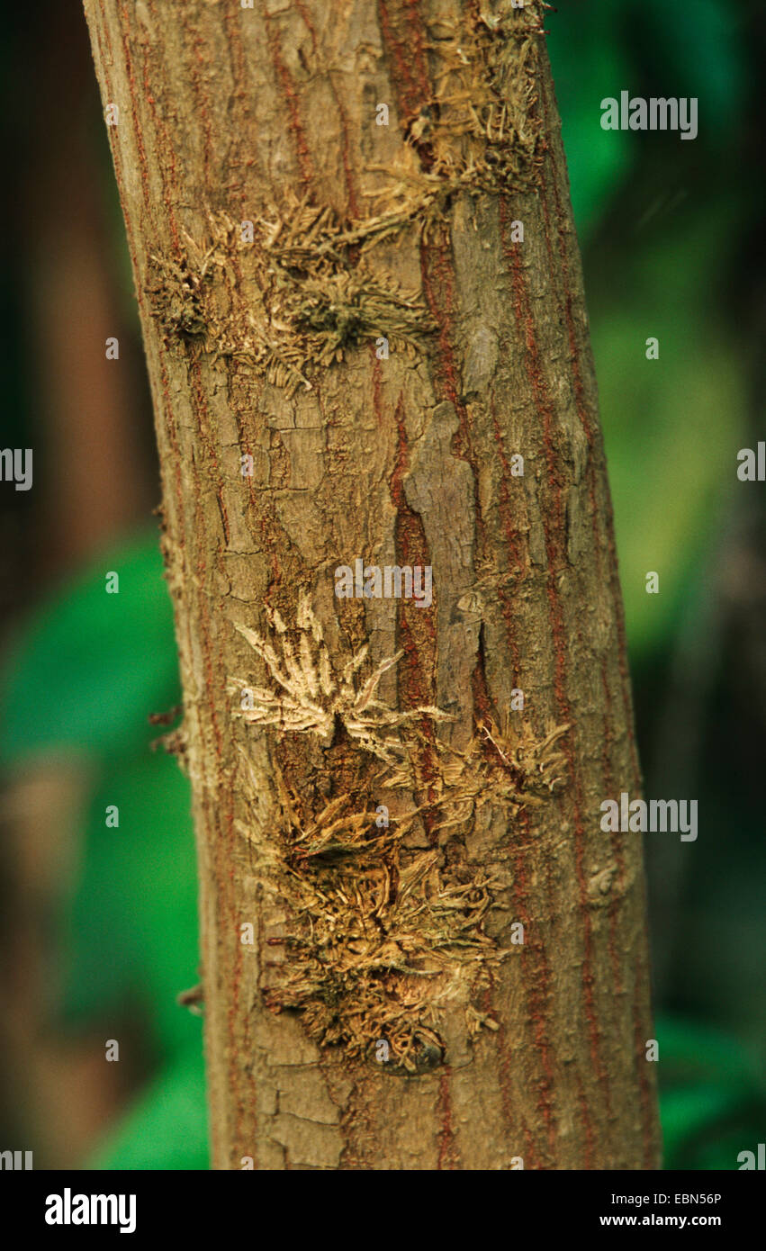 mahogany (Swietenia macrophylla), bark Stock Photo