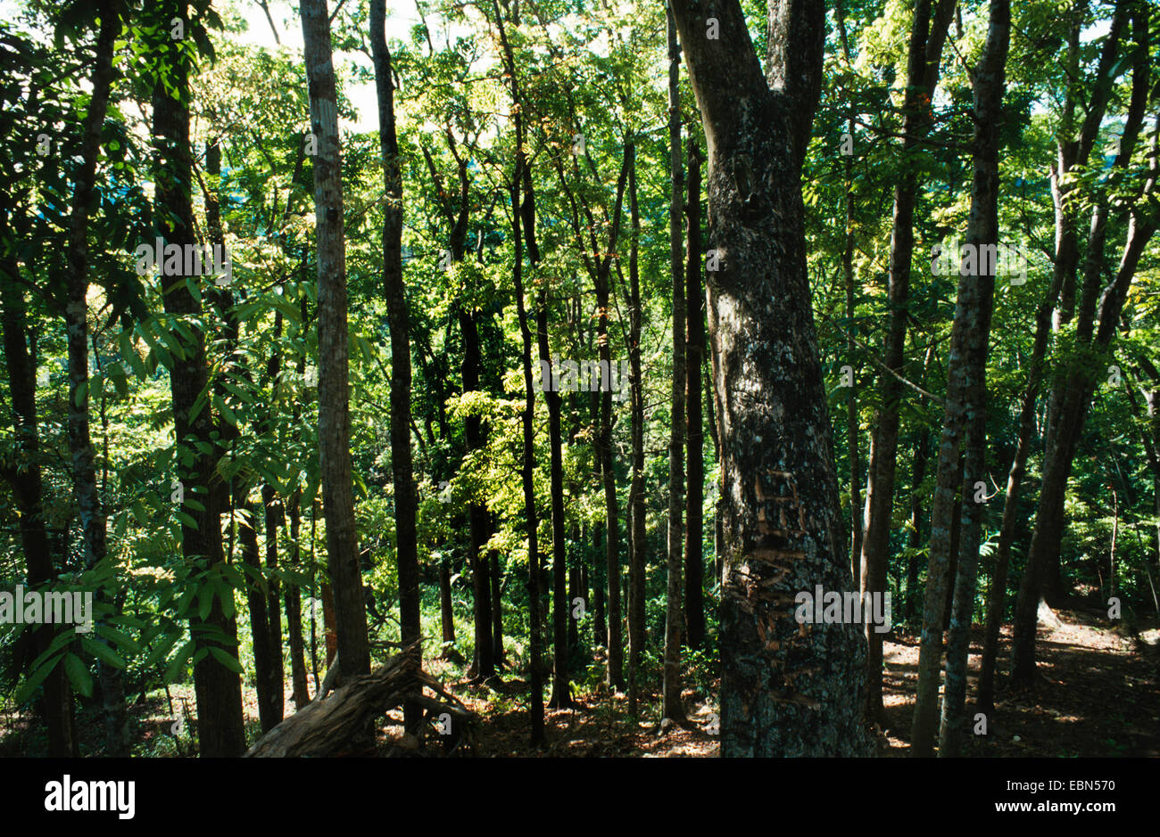 mahogany (Swietenia macrophylla), habit Stock Photo