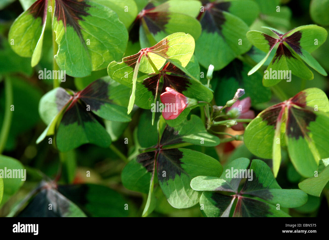 four-leafed clover (Oxalis tetraphylla, Oxalis deppei), habit Stock Photo