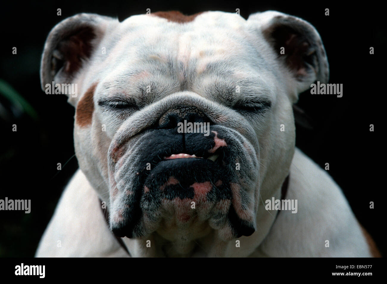 English bulldog (Canis lupus f. familiaris), funny portrait Stock Photo