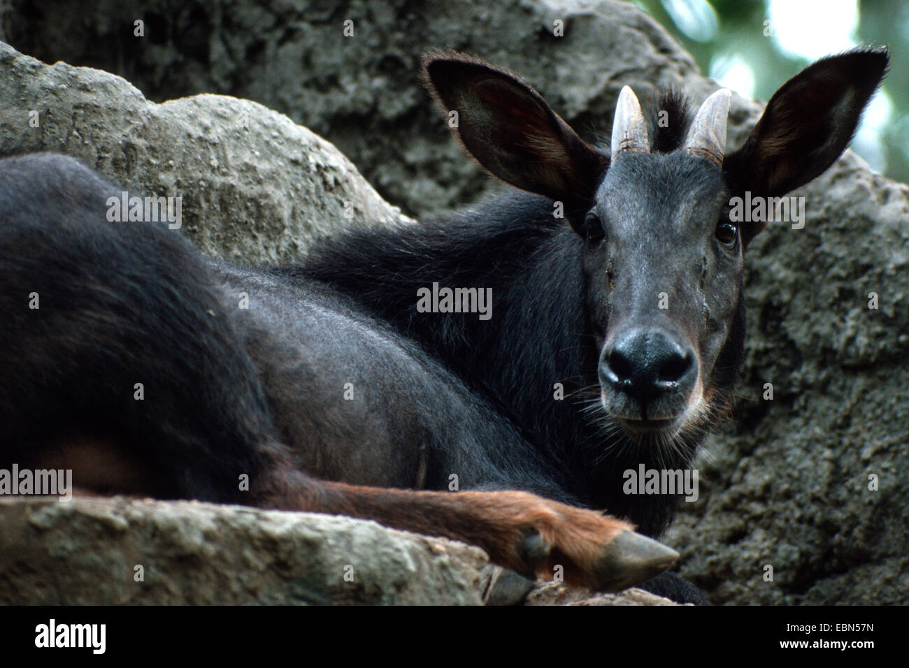 Naemorhedus sumatraensis hi-res stock photography and images - Alamy