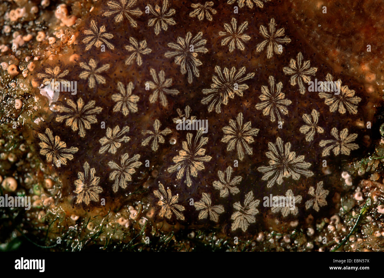 star ascidian, star sea-squirt (Botryllus schlosseri), on ocean bed Stock Photo