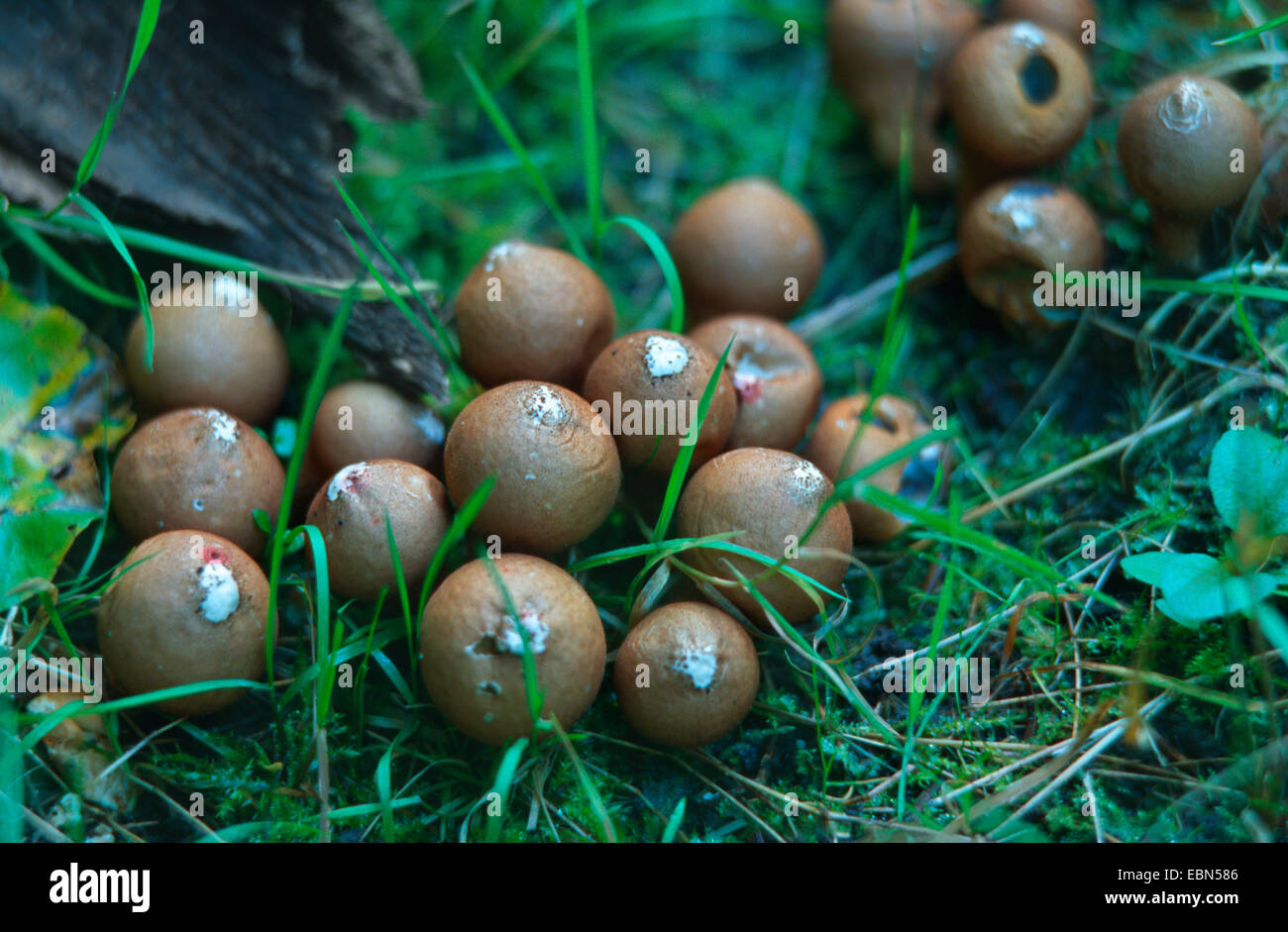 stump puffball (Lycoperdon pyriforme), opened fruiting bodies Stock Photo
