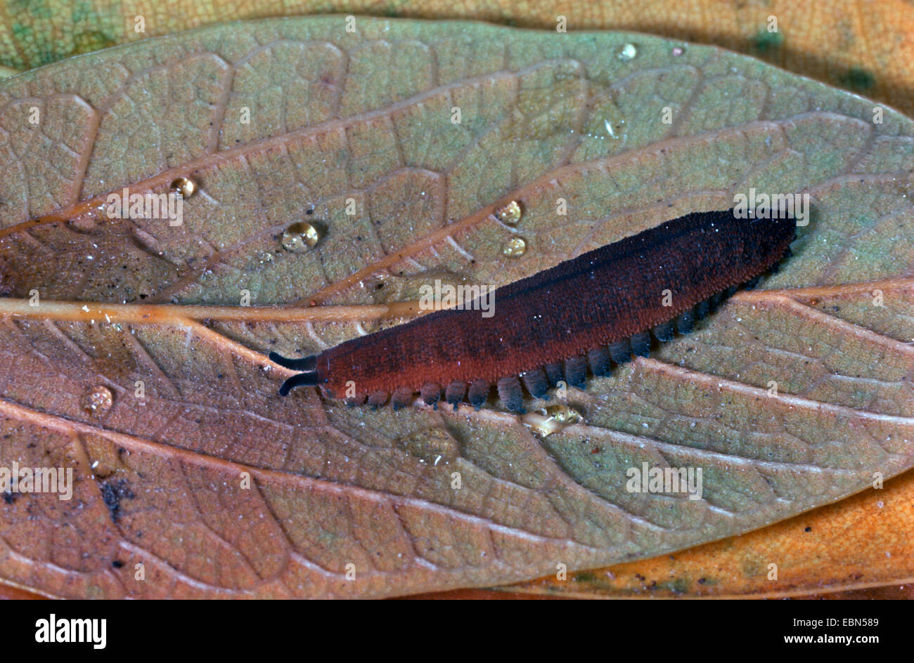 velvet worms, onychophorans (Onychophora, Peripadopsis moseleyi), creeping Stock Photo