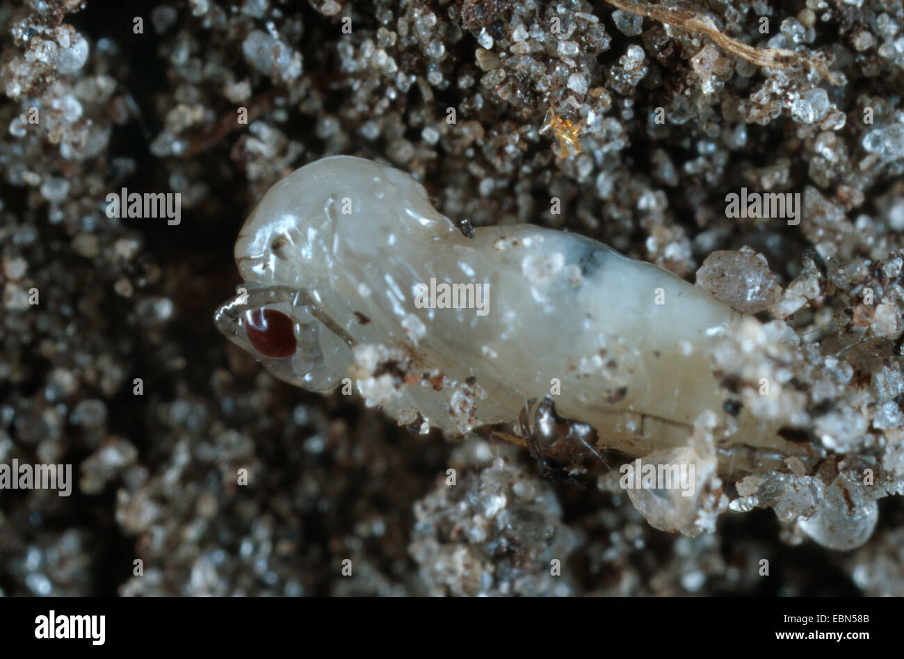 fungus gnats (Mycetophilidae), pupa in sand, Germany Stock Photo Alamy