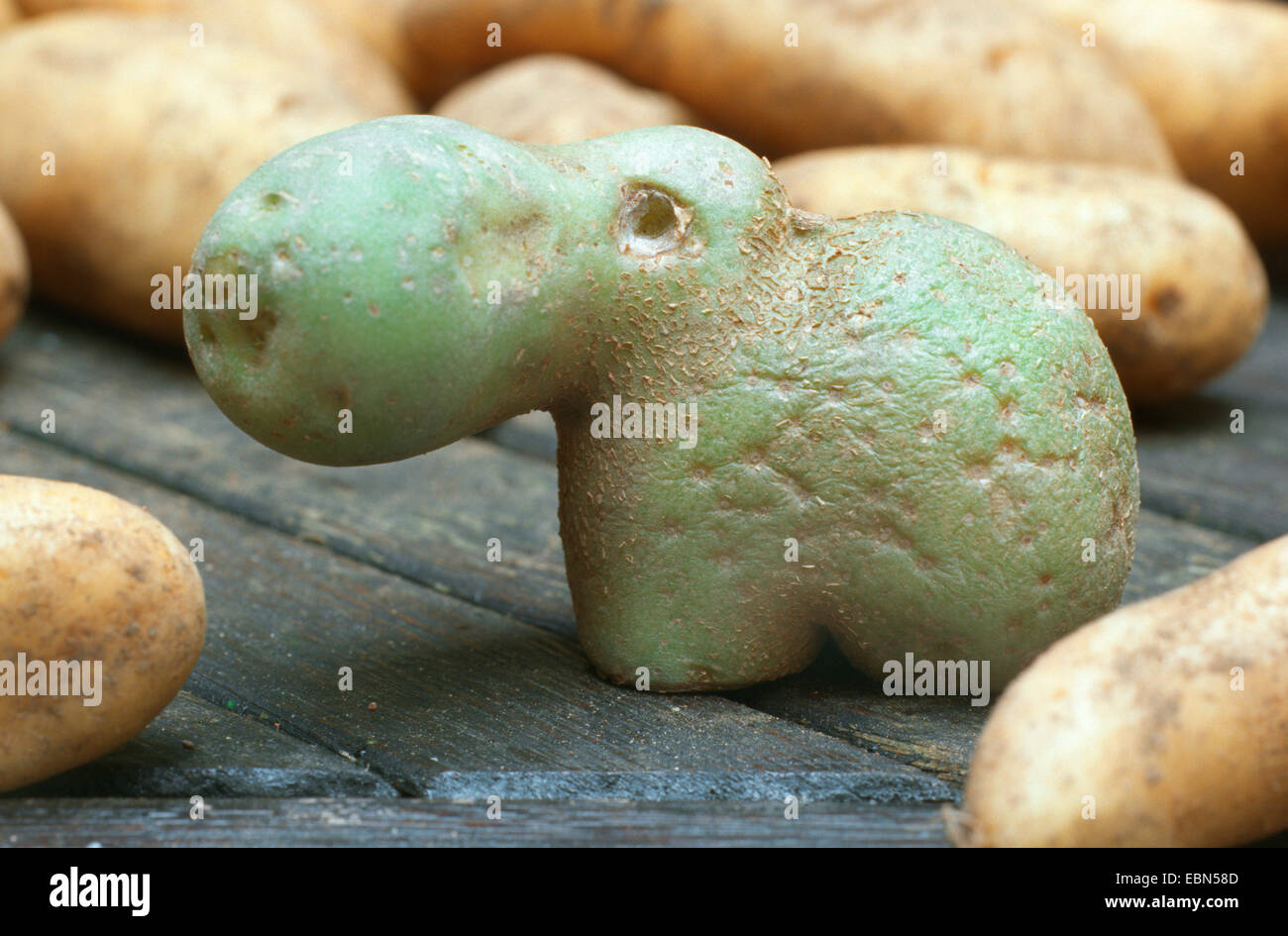 potato (Solanum tuberosum), potato as hippo figure Stock Photo