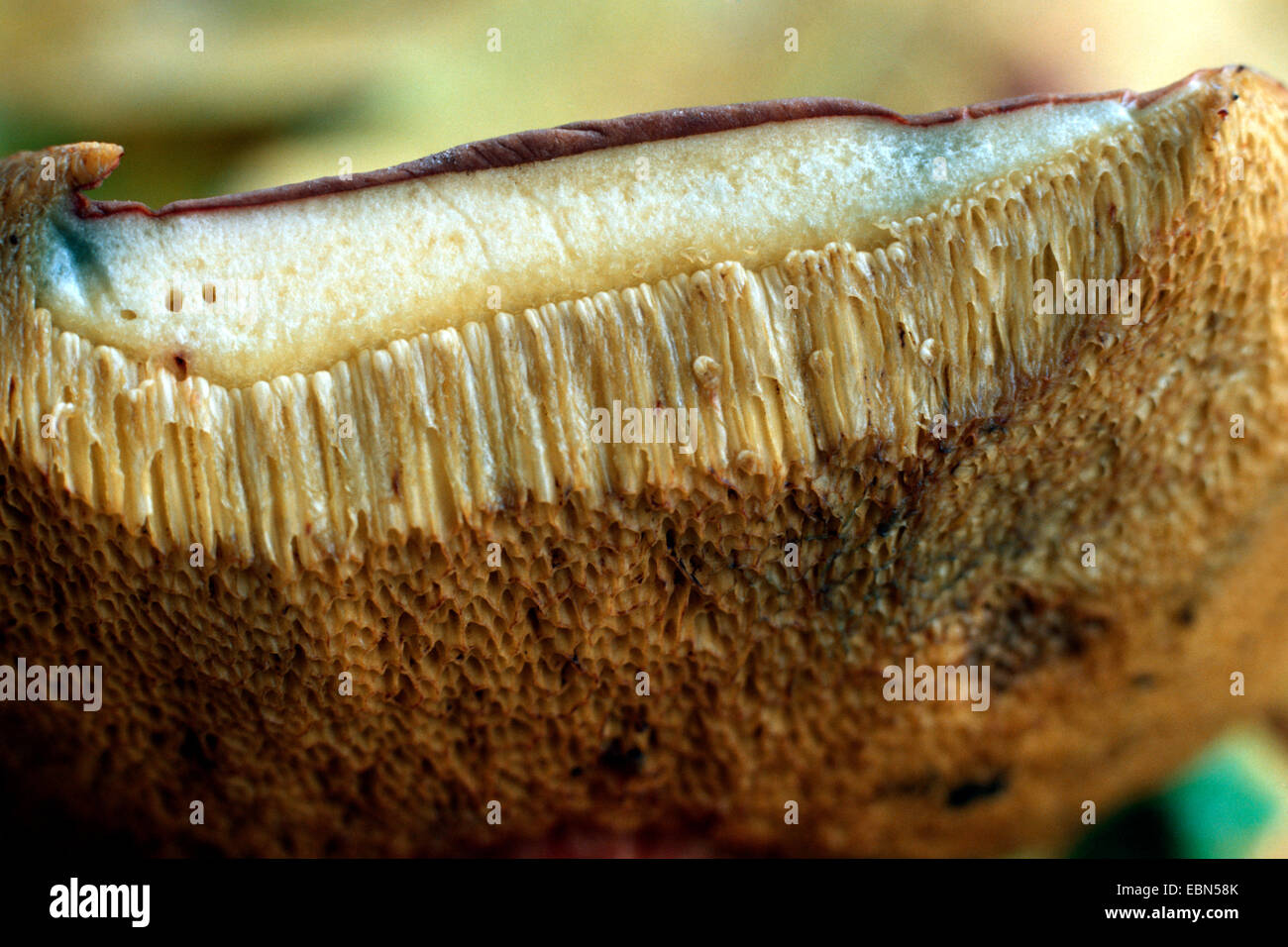 red-cracking bolete (Xerocomus chrysenteron), pores of a pore mushroom Stock Photo