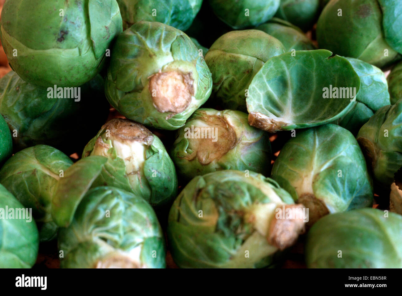 brussel sprouts (Brassica oleraceae var. gemmifera), Brussels sprout Stock Photo