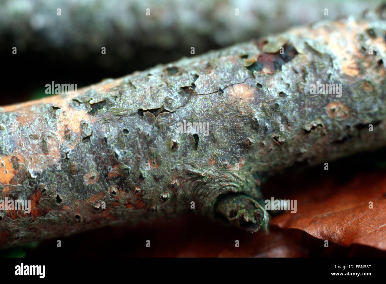 common beech (Fagus sylvatica), fungi on dead wood, Germany Stock Photo