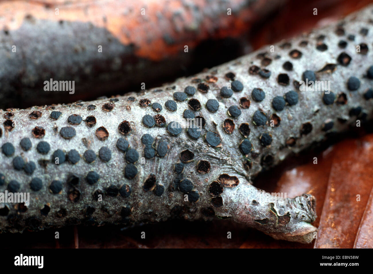 beech barkspot (Diatrype disciformis, Hypoxylon disciforme), on dead wood Stock Photo