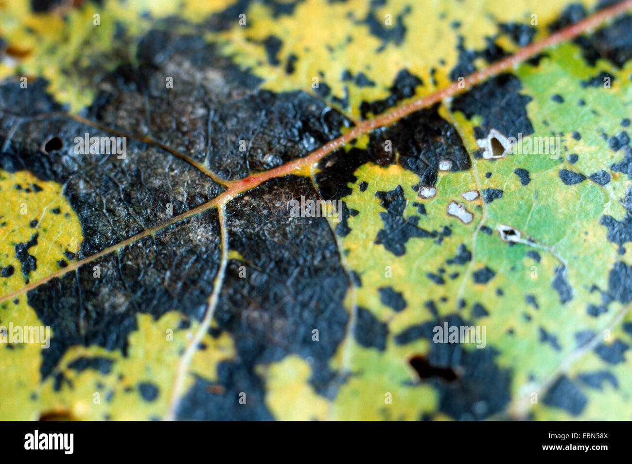 Marssonia Leaf Spot (Marssonina brunnea, Marssonia populi, Marssonia castagnei), on leaves of Common Aspen, Populus tremula, Germany Stock Photo