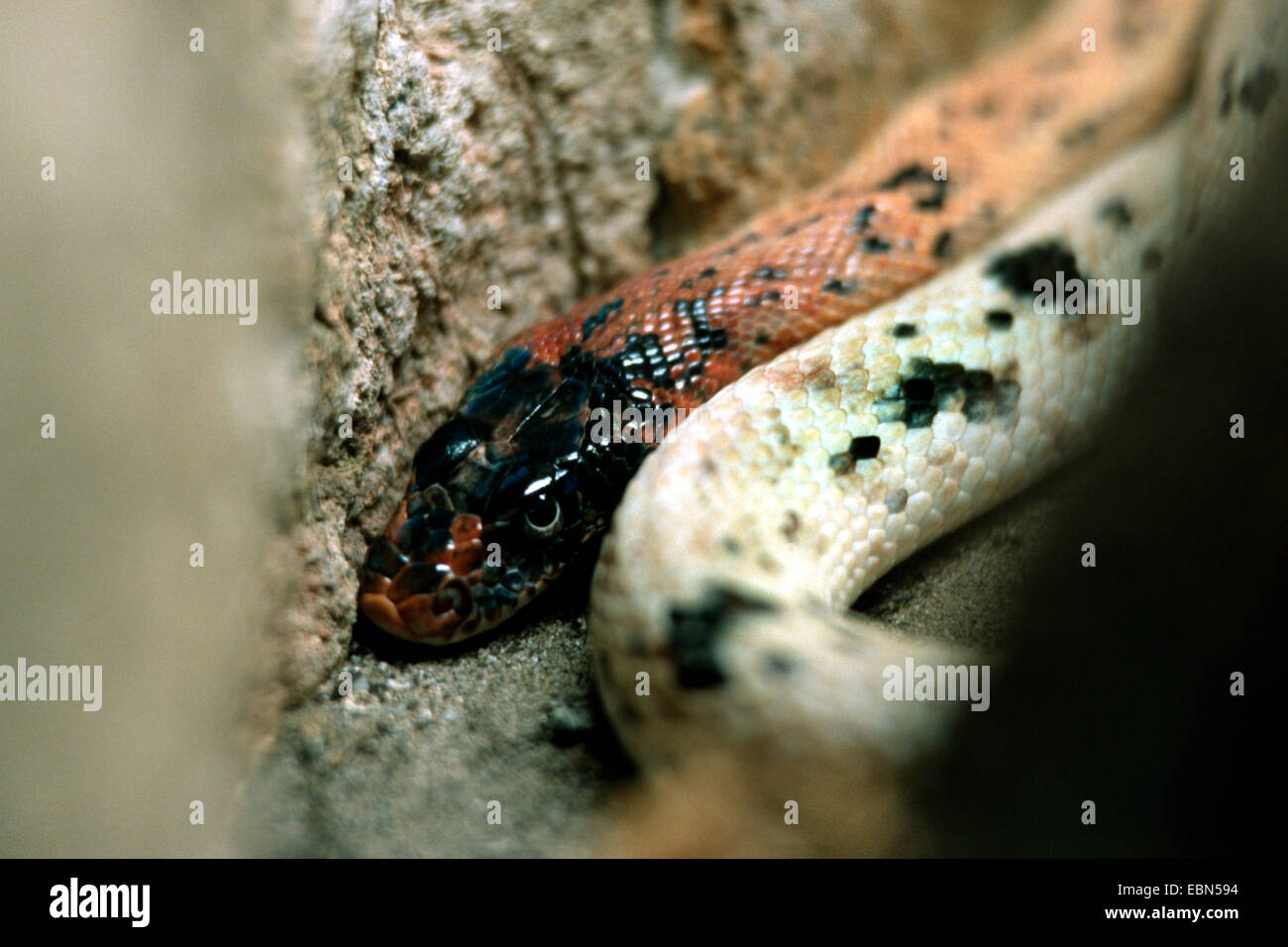 diadem snake (Spalerosophis diadema), portrait Stock Photo