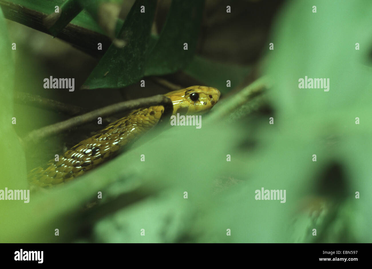 Mozambique spitting cobra (Naja mossambica), hidden between plants Stock Photo