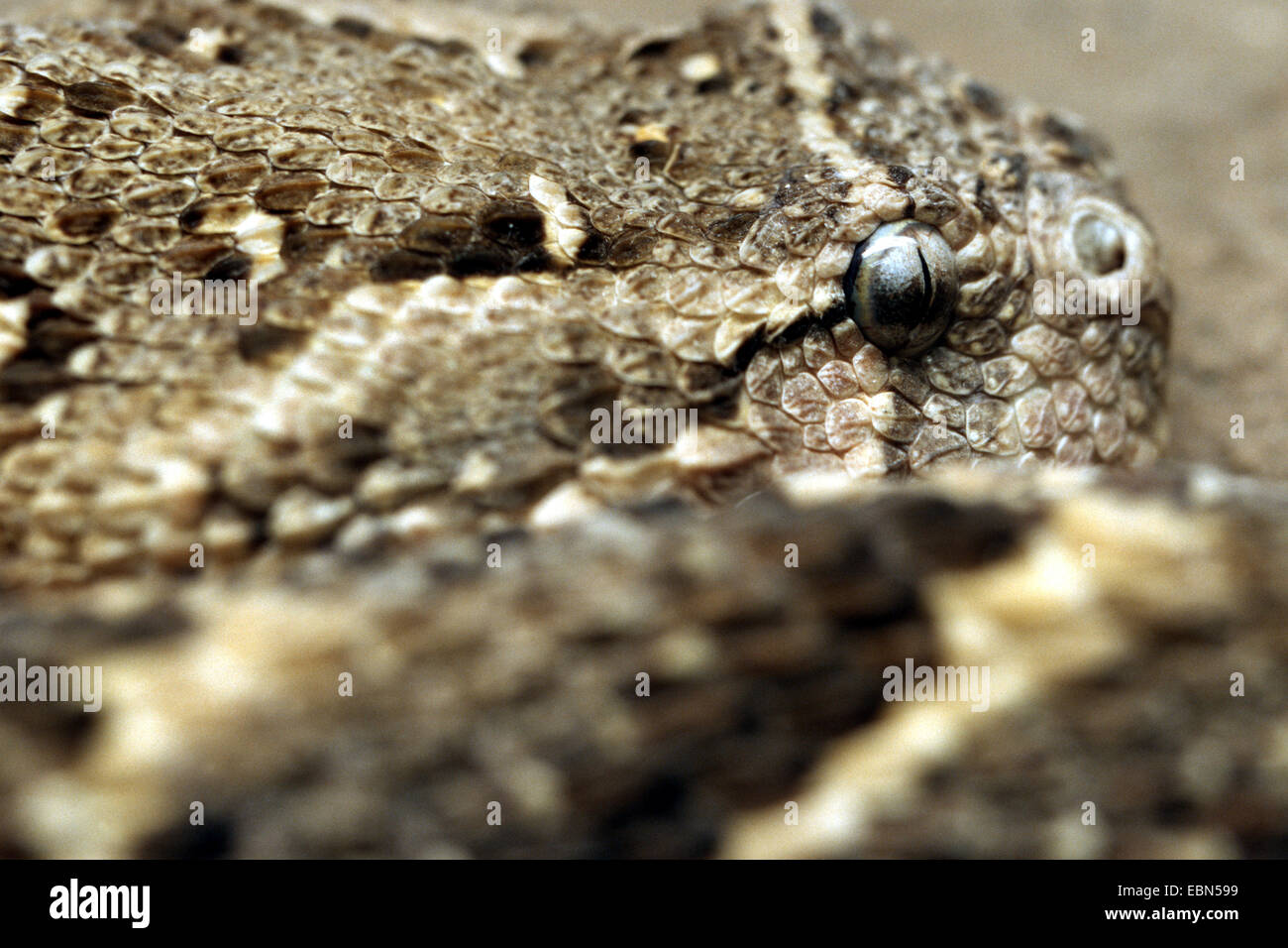 Snakes eyes hi-res stock photography and images - Alamy