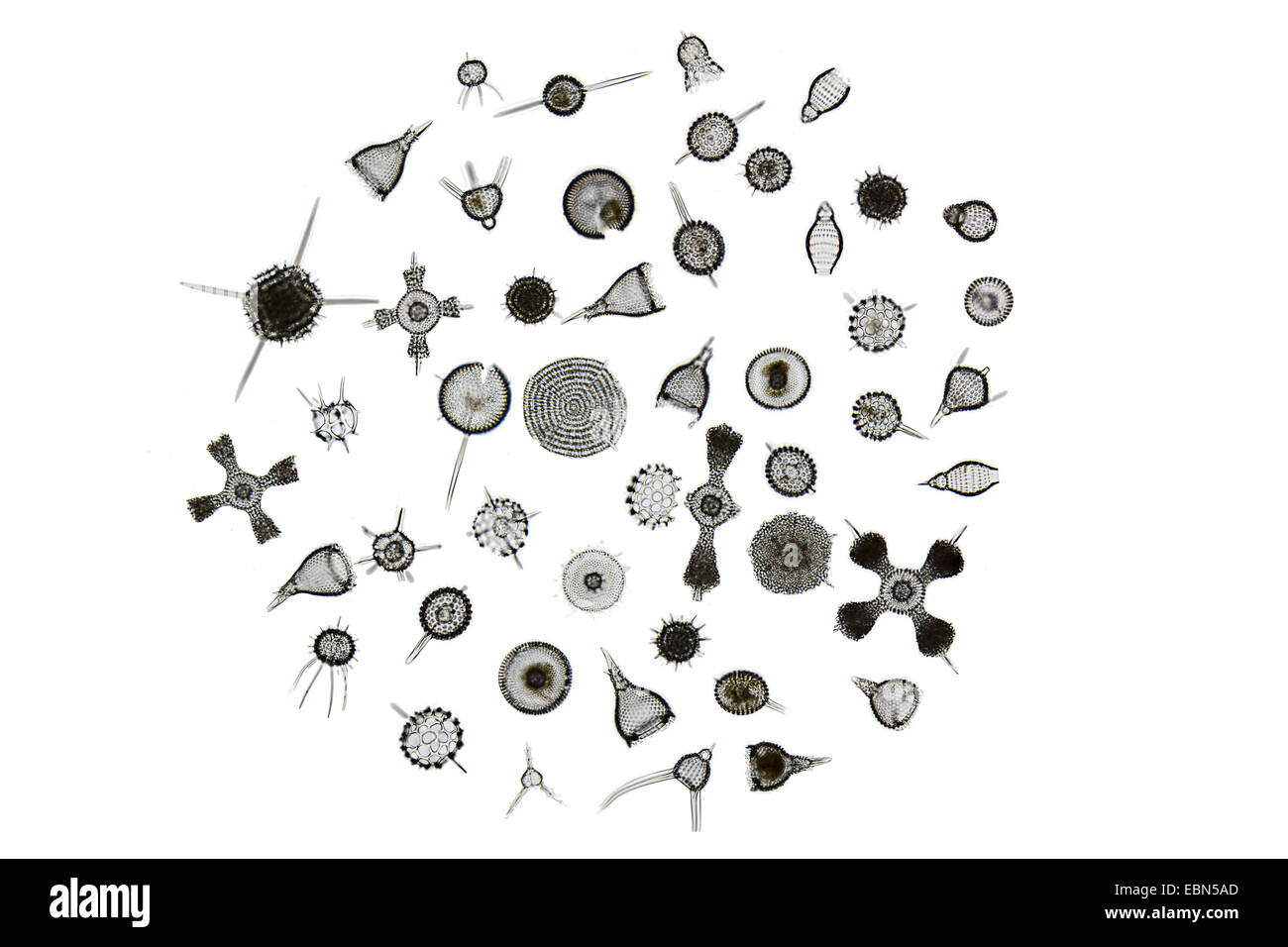 radiolarians (Radiolaria), different radiolarians from Barbados Stock Photo