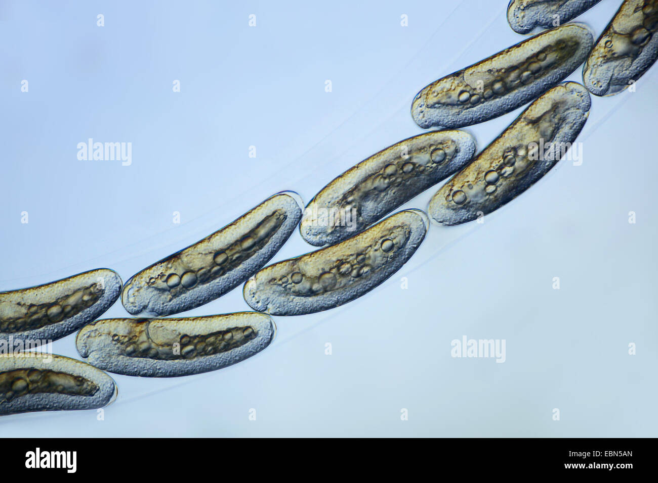 nonbiting midge, gnat (Chironomus spec.), eggs of a gnat Stock Photo