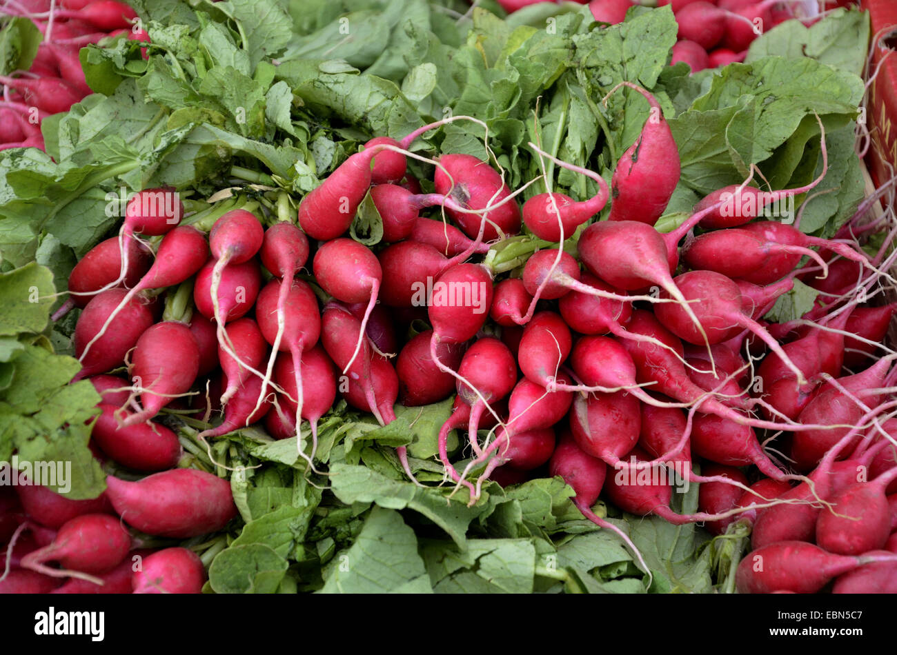 Garden radish (Raphanus sativus), Garden radish on a vegetable market, France, Brittany, Erquy Stock Photo