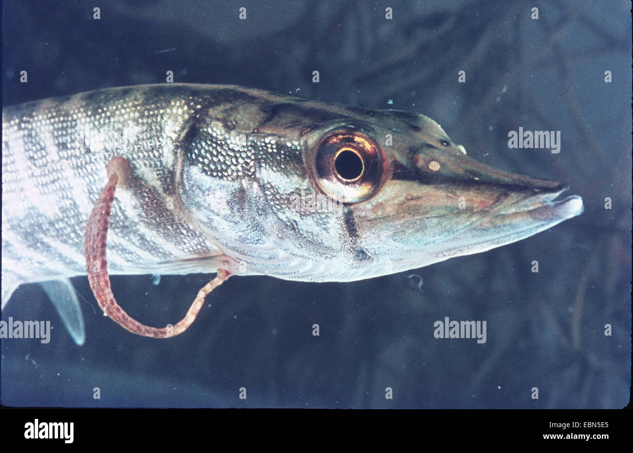 common fish leech, great tailed leech (Piscicola geometra), at