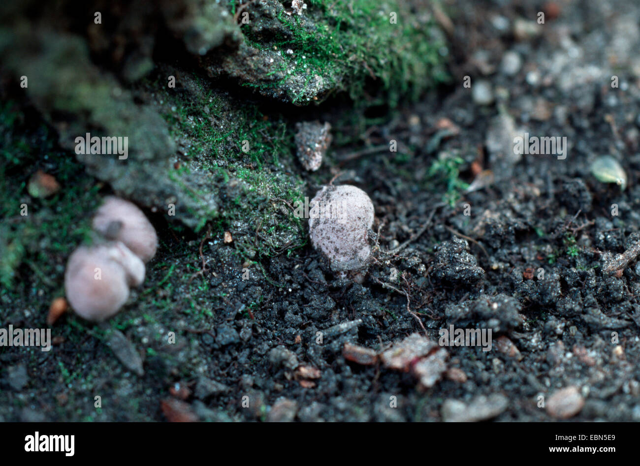 Hydnangium carneum (Hydnangium carneum), Germany Stock Photo