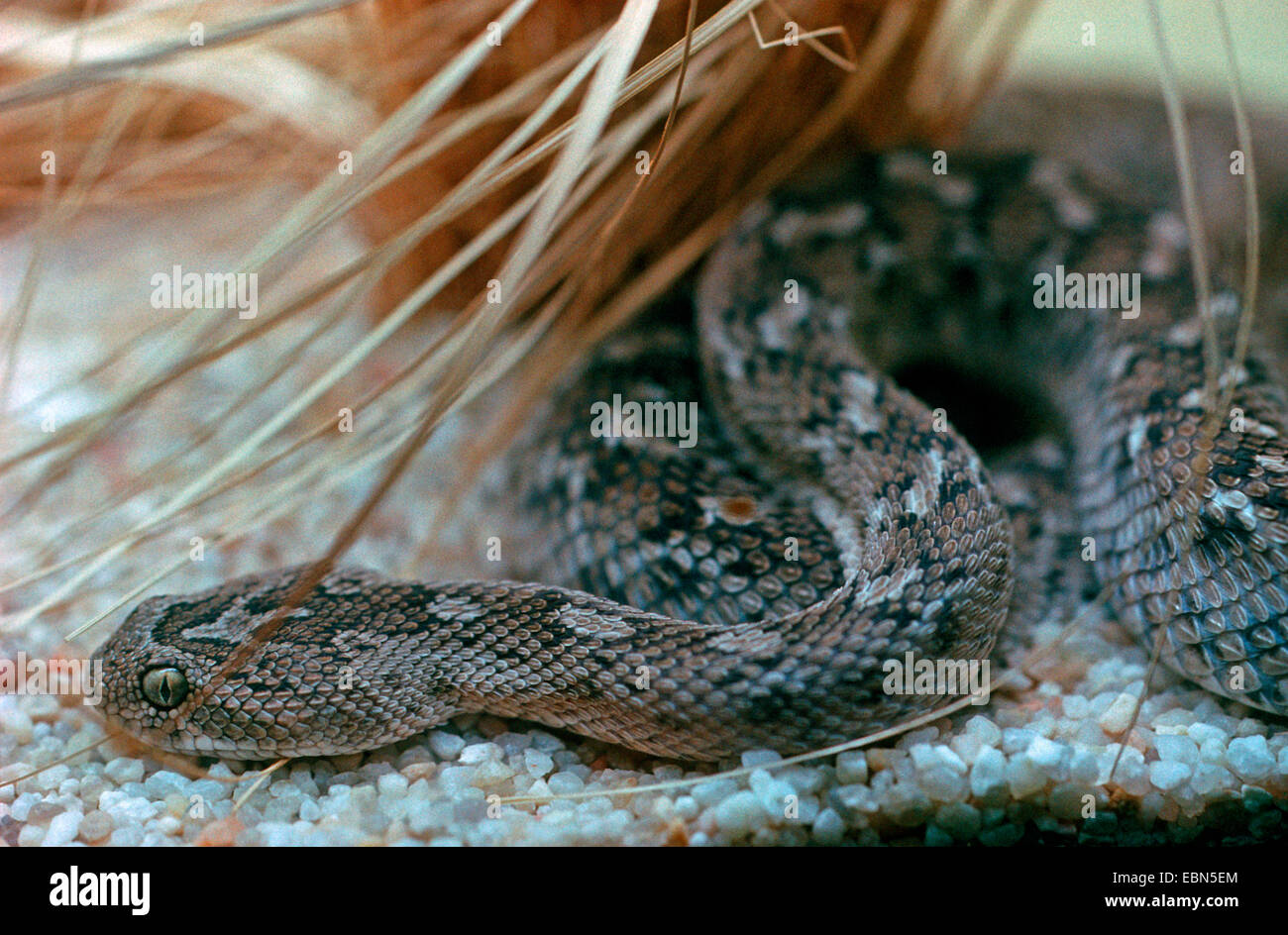 saw-scaled viper, saw-scaled adder (Echis carinatus), one of the most poisonous snakes, creeping on gravel Stock Photo