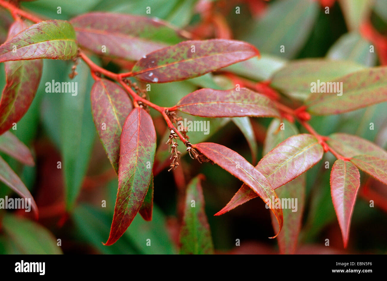 Drooping leucothoe, Rainbow Fetterbush (Leucothoe fontanesiana), branch Stock Photo