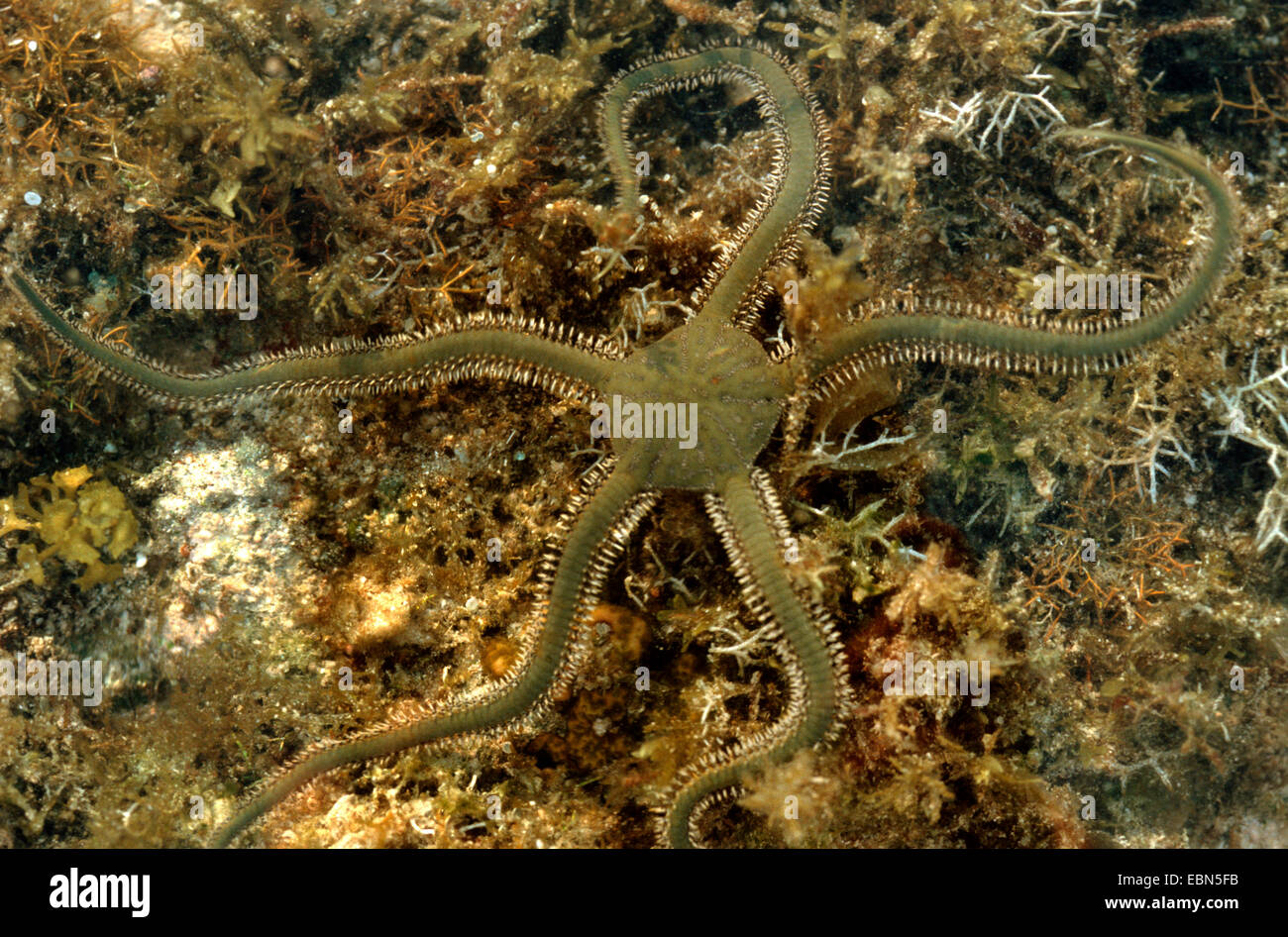 Brittle star hires stock photography and images Alamy
