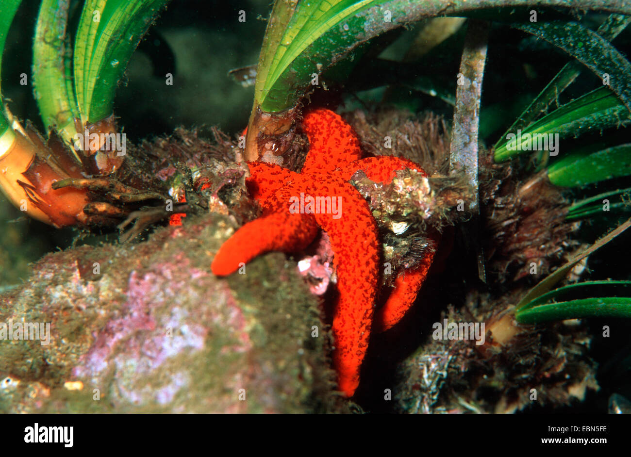 Red Sea Star On Rock Underwater Mediterranean Sea Stock Photo