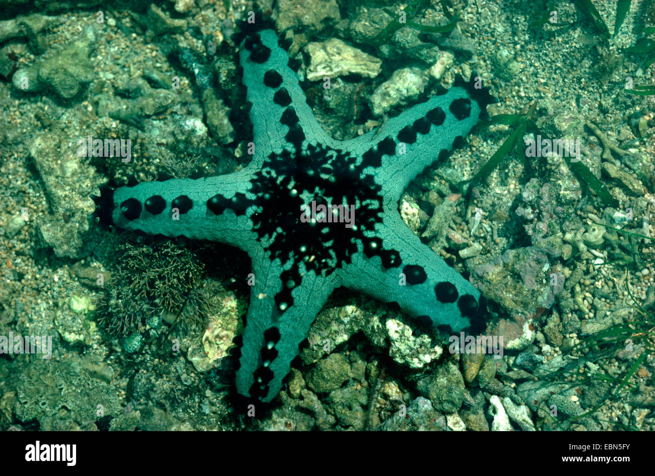 cushion stars (Oreasteridae), on the sea bed, Indopazifik Stock Photo