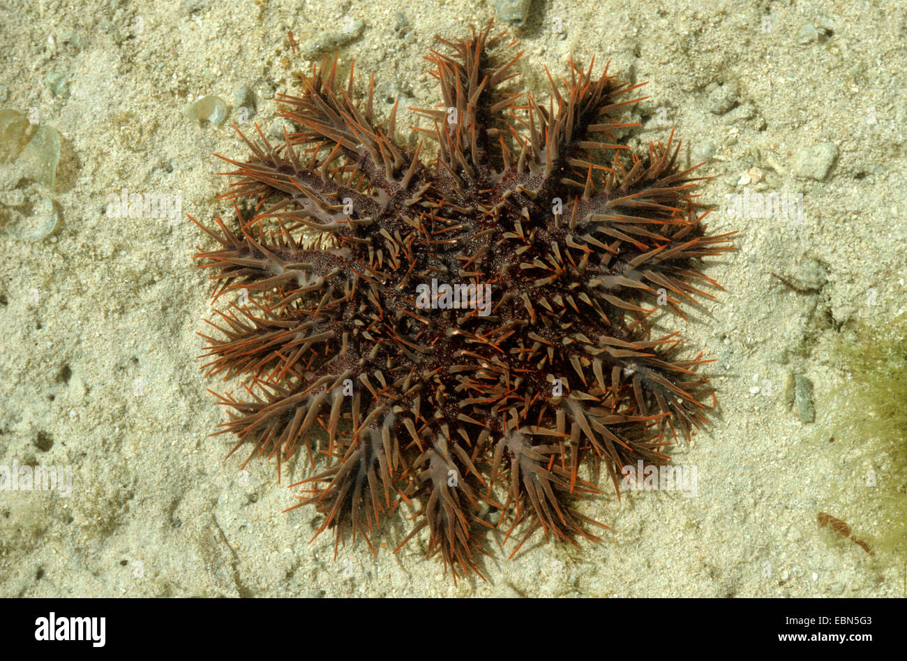 crown-of-thorns starfish (Acanthaster planci), sitting on sandy sea bed Stock Photo
