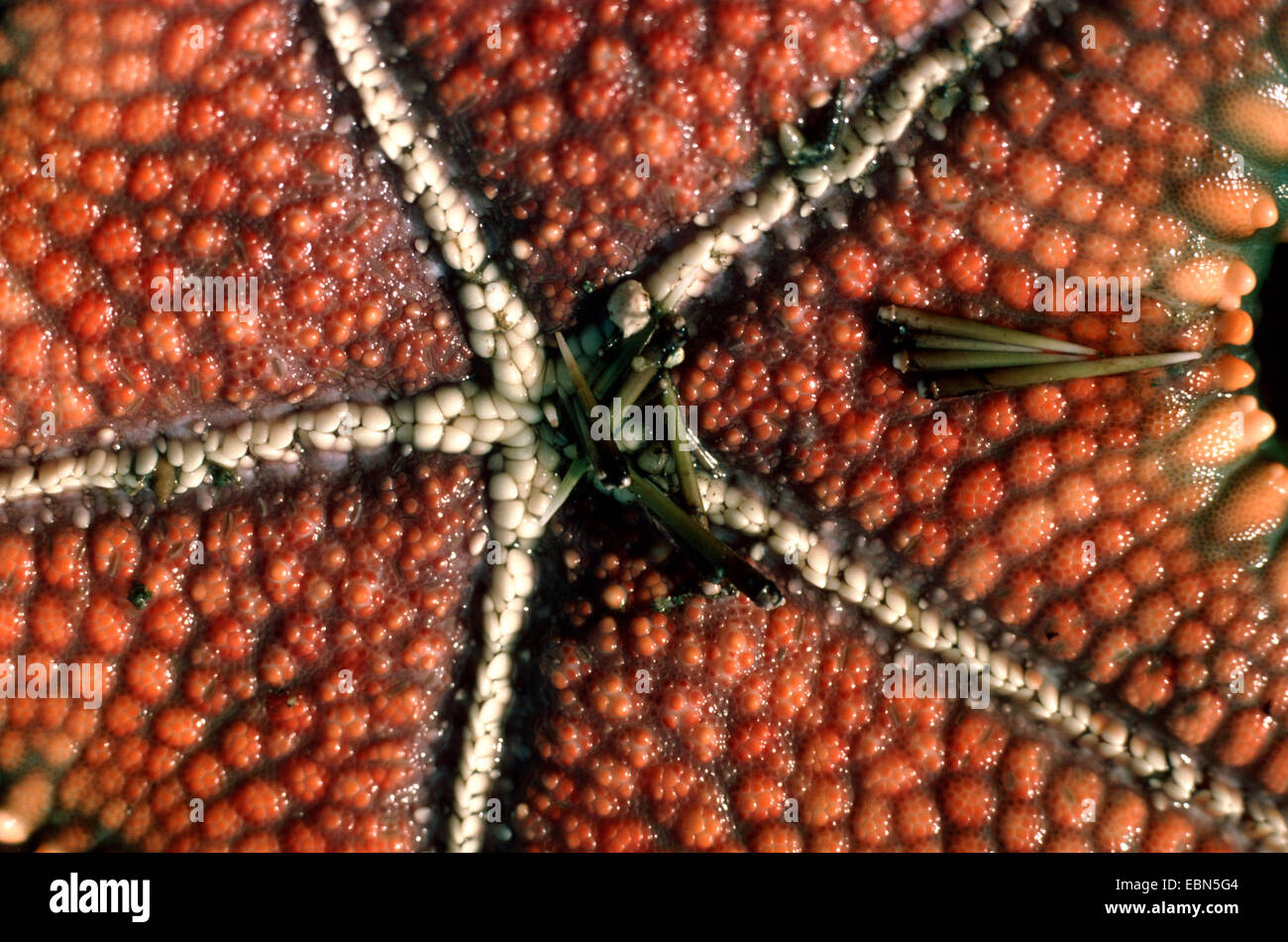 cushion stars (Oreasteridae), underside with remains of an eaten sea urchin, Indopazifik Stock Photo