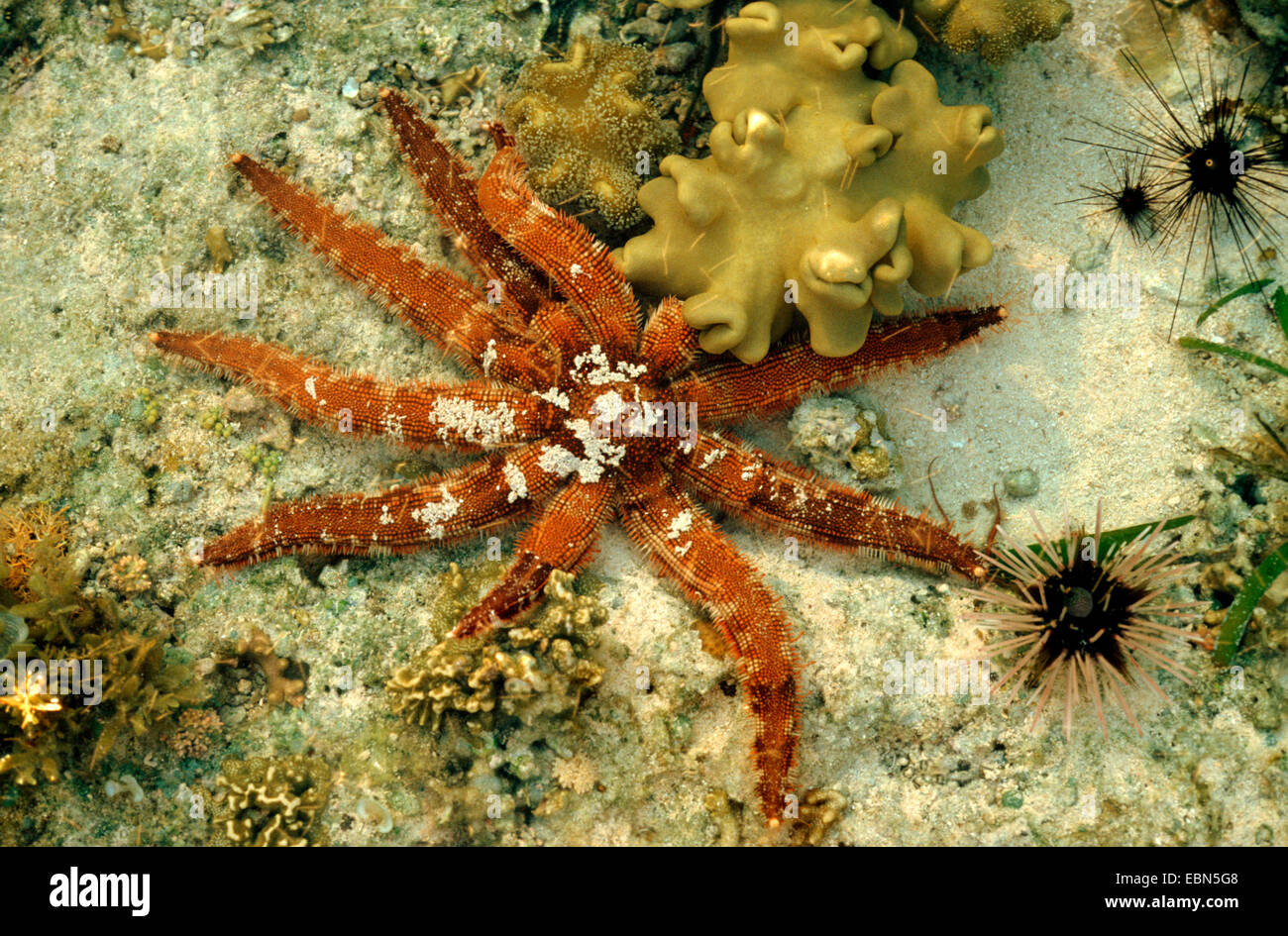 Luidiidae, Luidia magnifica (Luidia magnifica), sitting on sandy ocean ground Stock Photo