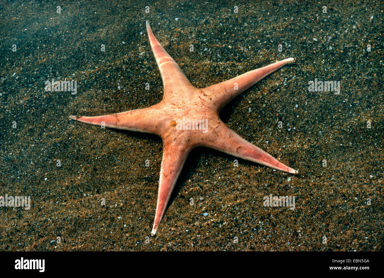 starfish, Tethyaster subinermis (Tethyaster subinermis), sitting on sandy ocean ground Stock Photo