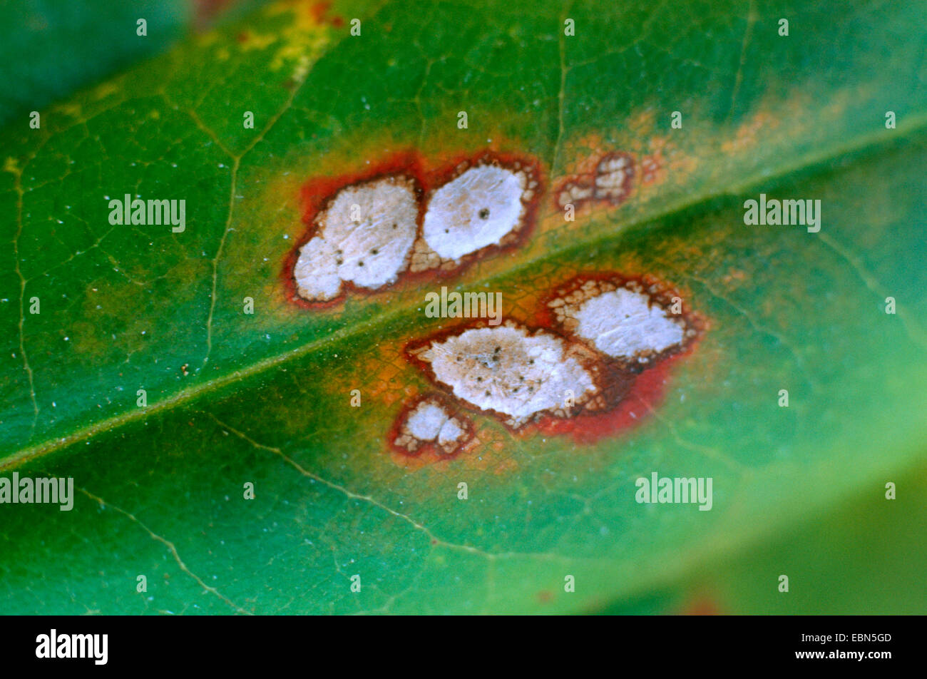 rhododendron (Rhododendron spec.), leaf desease by fungi Stock Photo