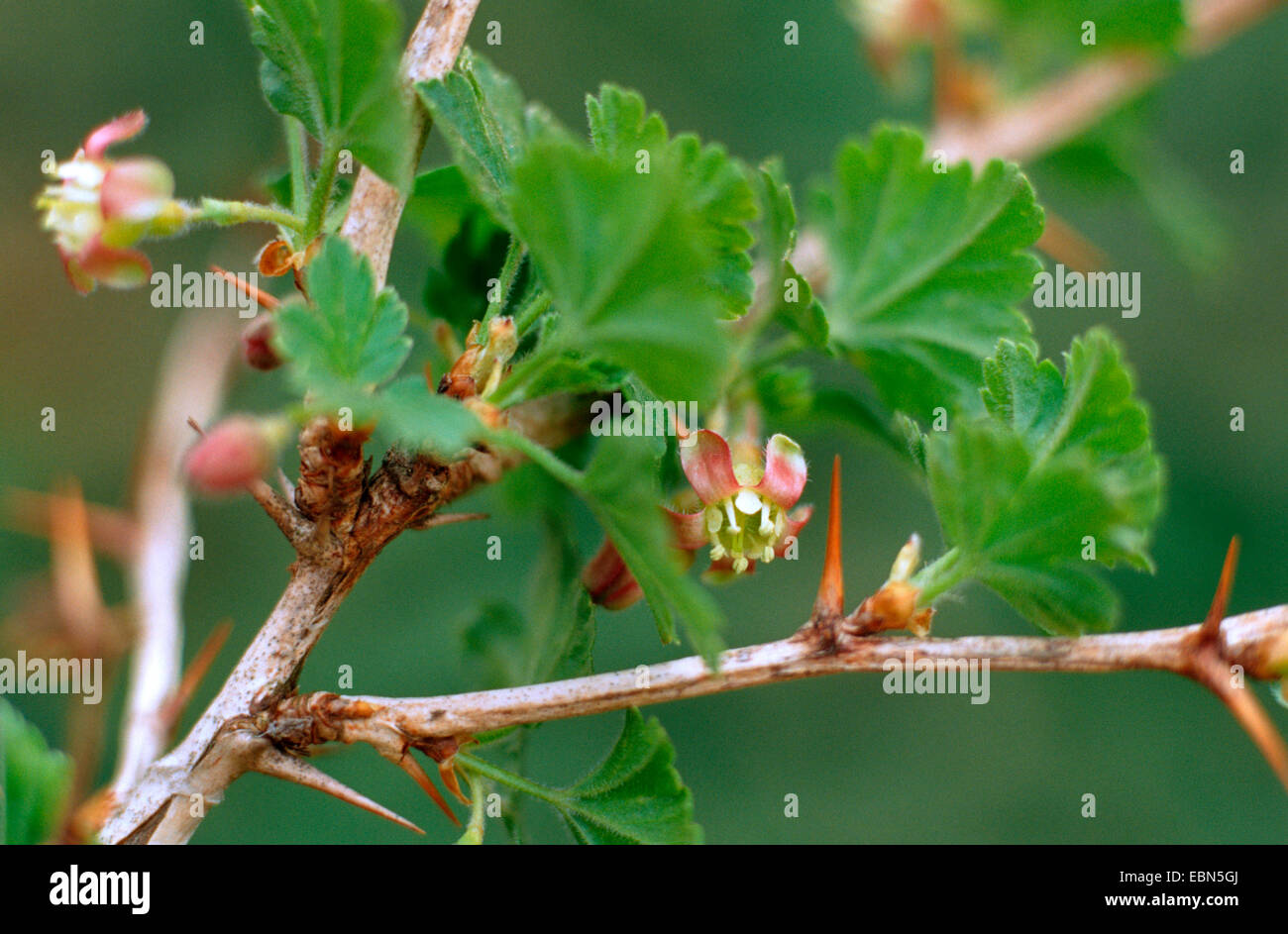 wild gooseberry, European gooseberry (Ribes uva-crispa), blooming Stock Photo
