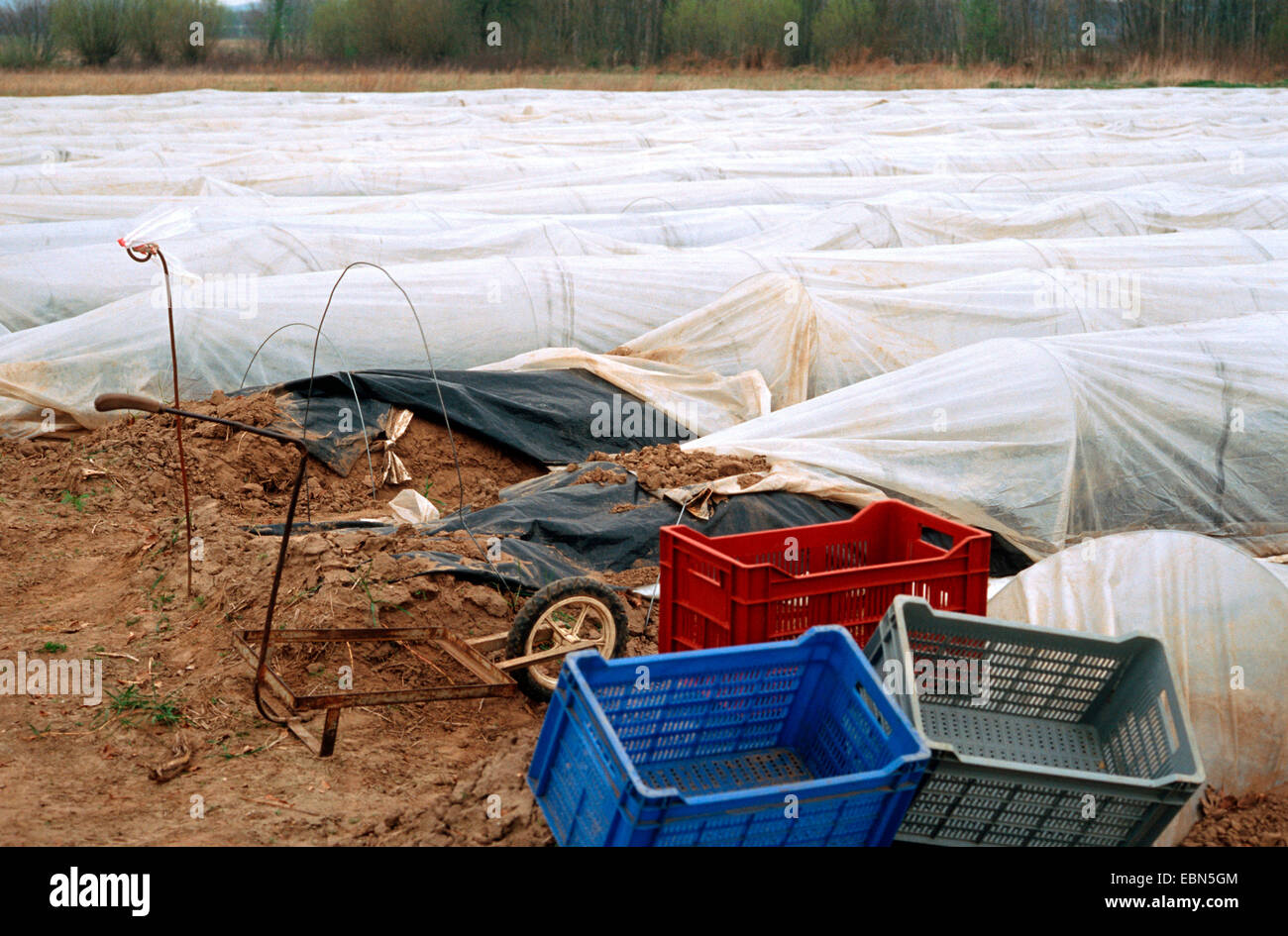 Garden Asparagus, Sparrow Gras, Wild Asparagus (Asparagus officinalis), Asparagus harvesting