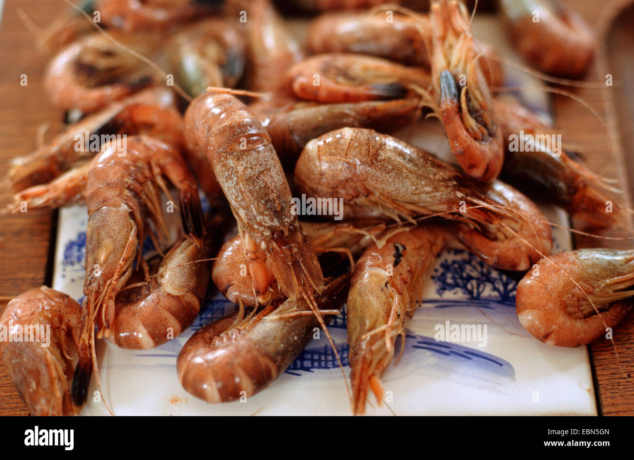 common shrimp, common European shrimp, brown shrimp (Crangon crangon), on the table, cooked and waiting to be shelled Stock Photo