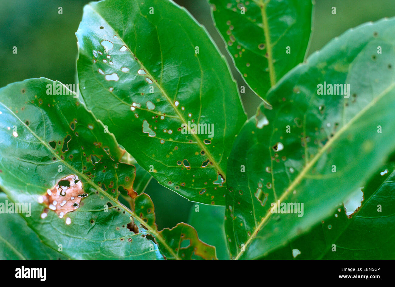 cherry-laurel (Prunus laurocerasus), with disease by Ascospora beijerinkii/Stigmina carpophila Stock Photo