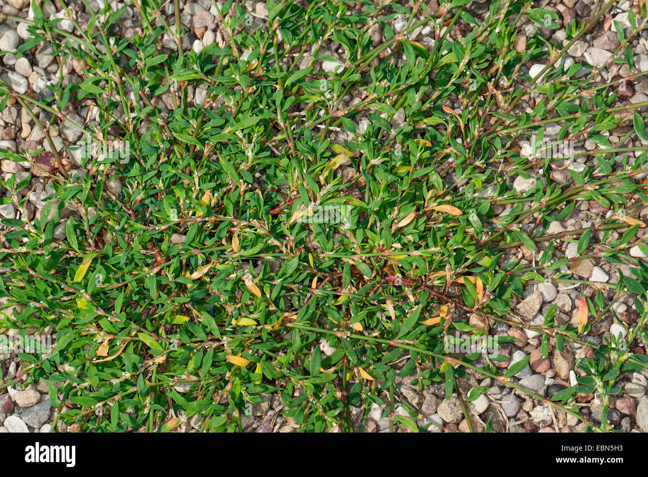 Common Knotgrass, Birdweed, Pigweed, Lowgrass (Polygonum aviculare, Polygonum aviculare agg.), on stony ground, Germany Stock Photo