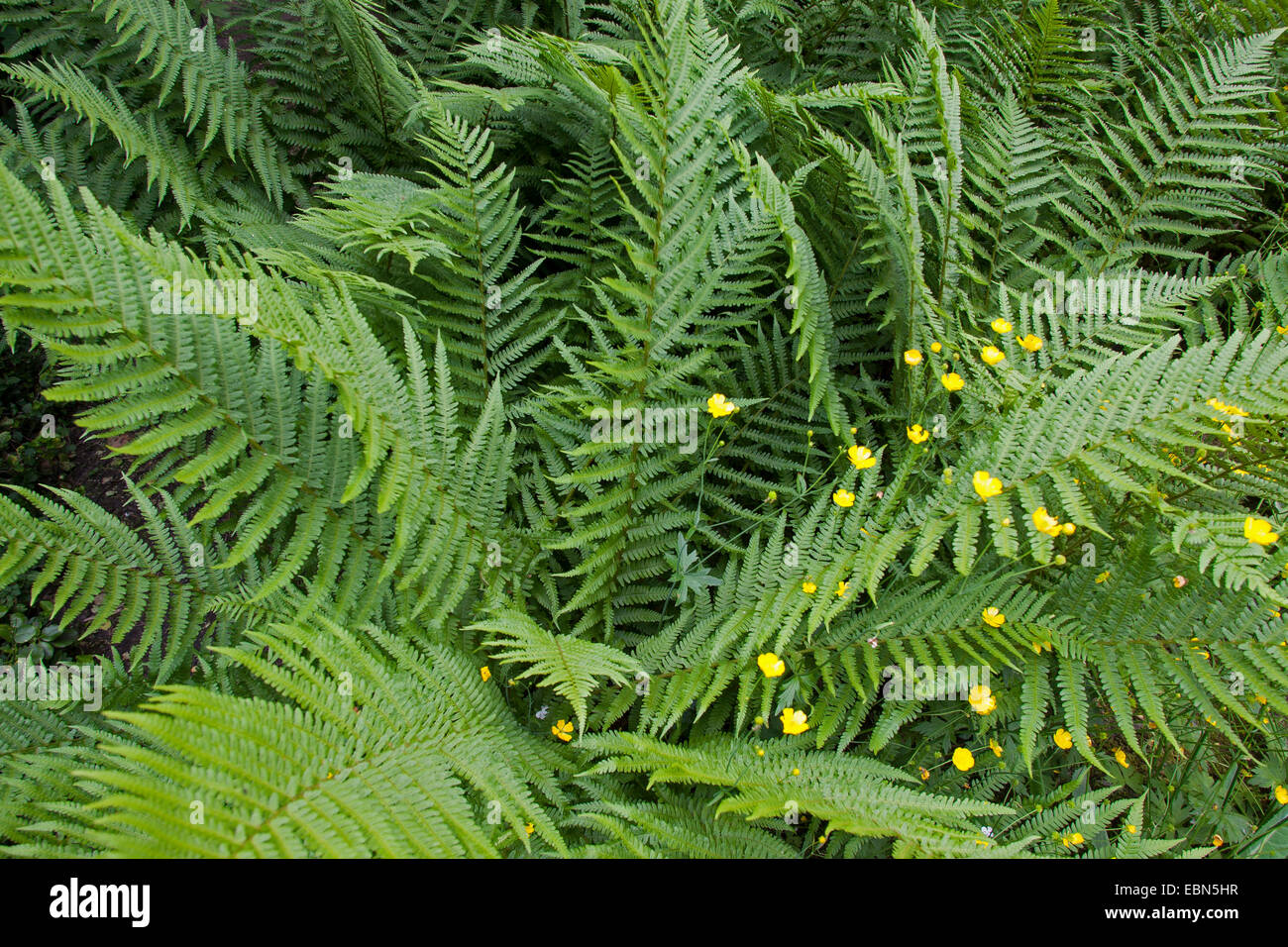 Male fern, Worm fern (Dryopteris filix-mas), Germany Stock Photo