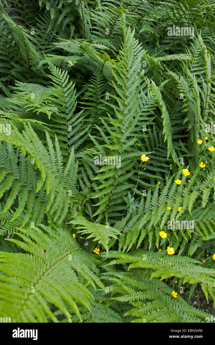 Male fern, Worm fern (Dryopteris filix-mas), Germany Stock Photo