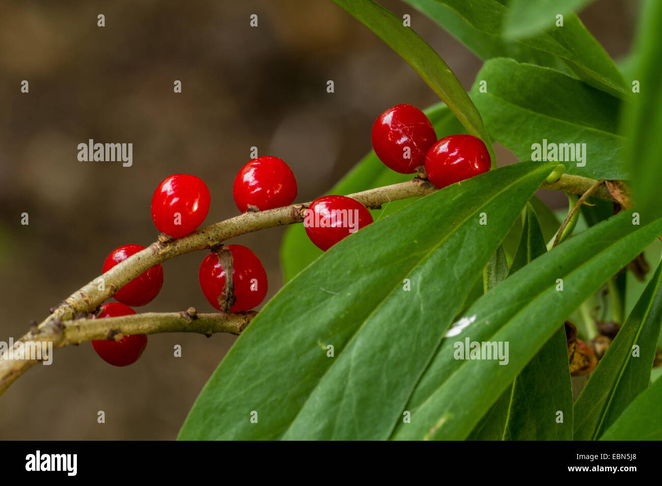 mezereon, February daphne (Daphne mezereum), with ripe fruits, Germany, Bavaria Stock Photo