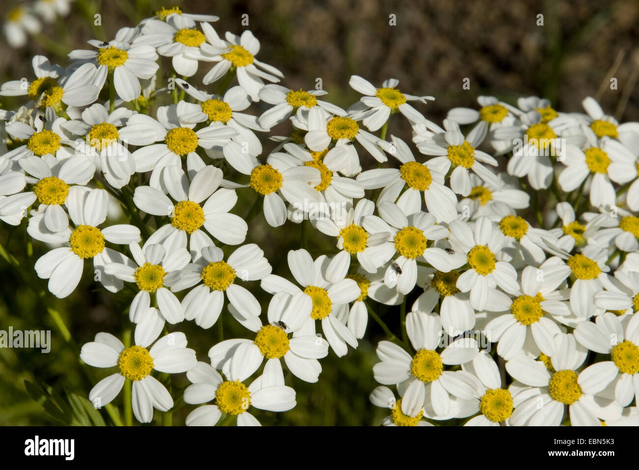Tansy Daisy (Tanacetum ferulaceum var. latipinnum), blooming, Canary Islands, Gran Canaria Stock Photo