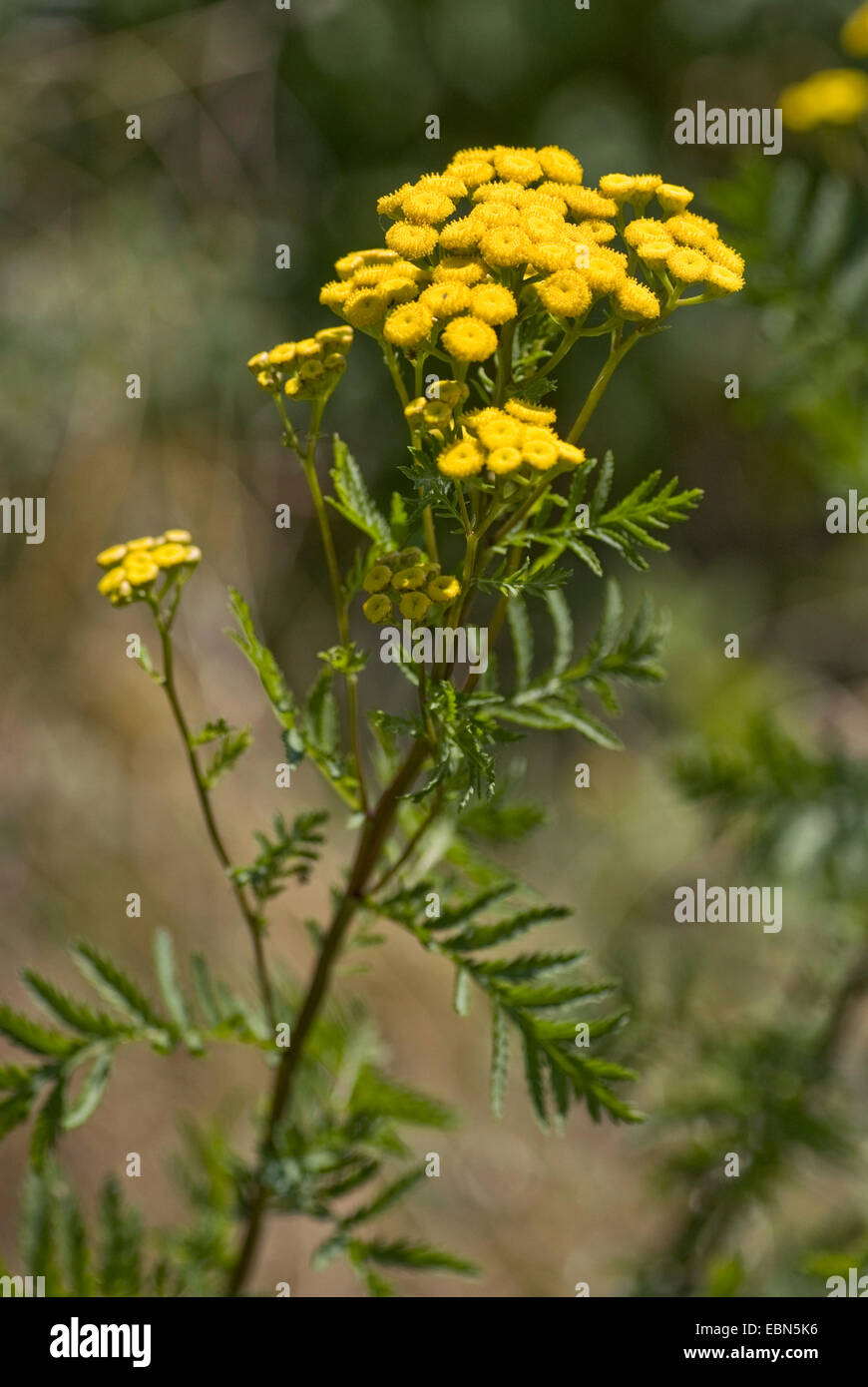 common tansy (Tanacetum vulgare, Chrysanthemum vulgare), blooming, Germany Stock Photo