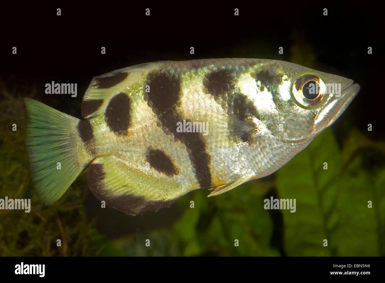 Sevenspot Archerfish, Seven-spot archerfish, Largescale archerfish (Toxotes chatareus), swimming Stock Photo
