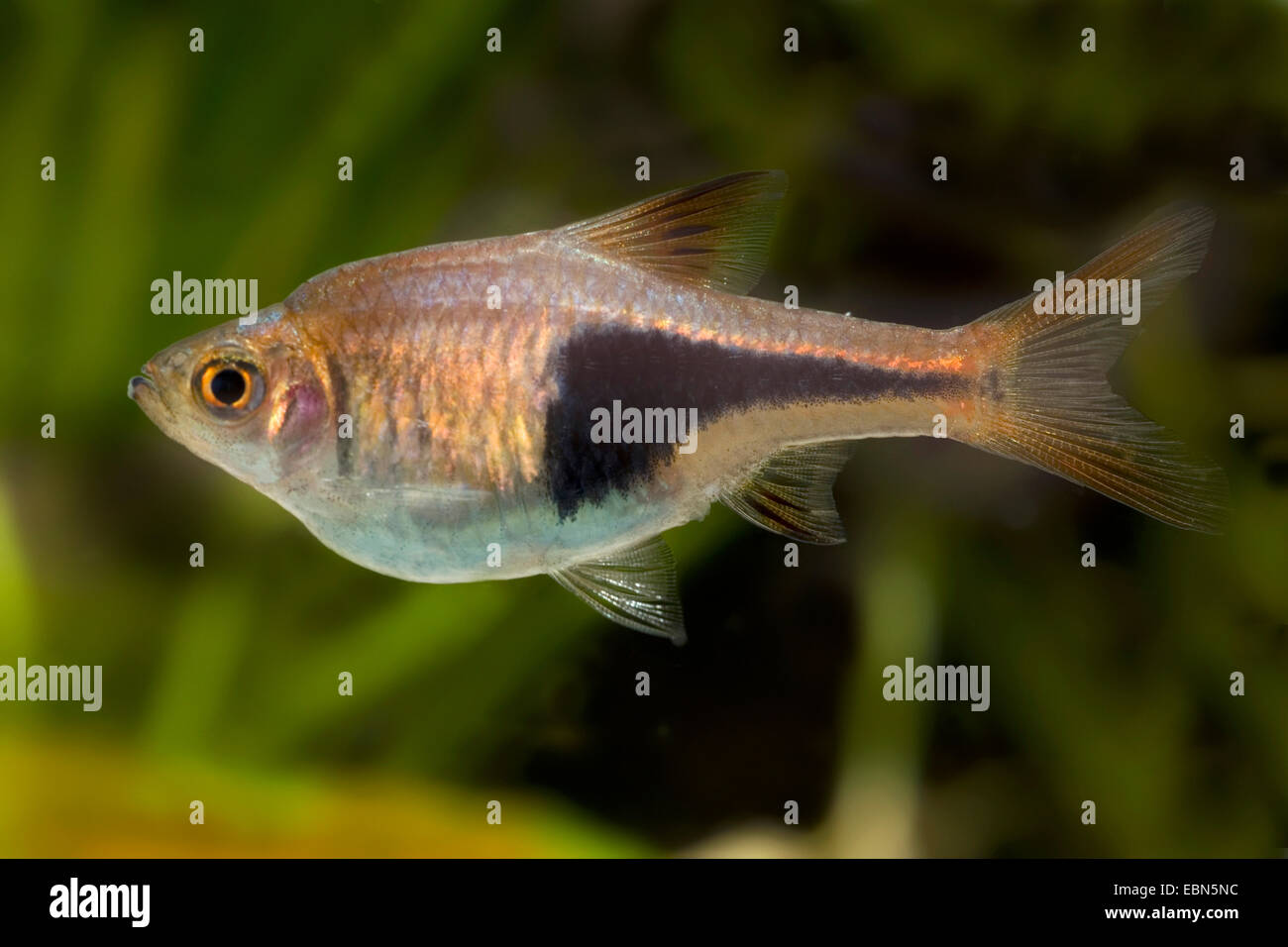 harlequin fish, harlequin rasbora (Rasbora heteromorpha), swimming Stock Photo