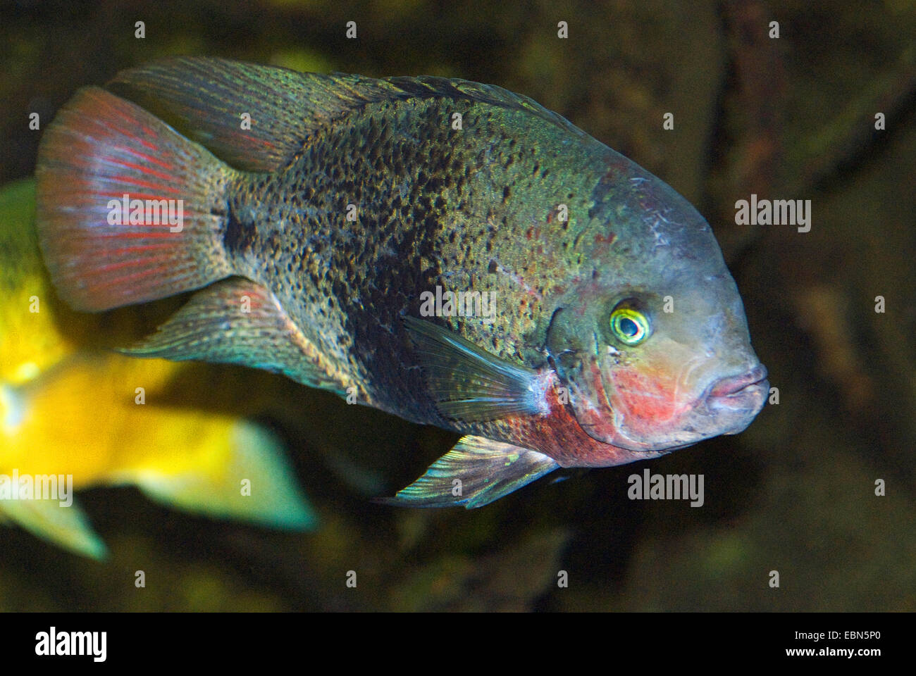 Spotted Belt Cichlid, Black Belt Cichlid (Vieja maculicauda), swimming Stock Photo