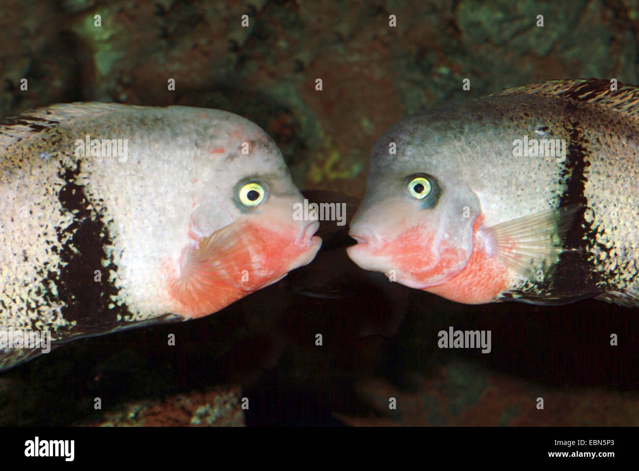 Spotted Belt Cichlid, Black Belt Cichlid (Vieja maculicauda), two Spotted Belt Cichlids looking at each other Stock Photo