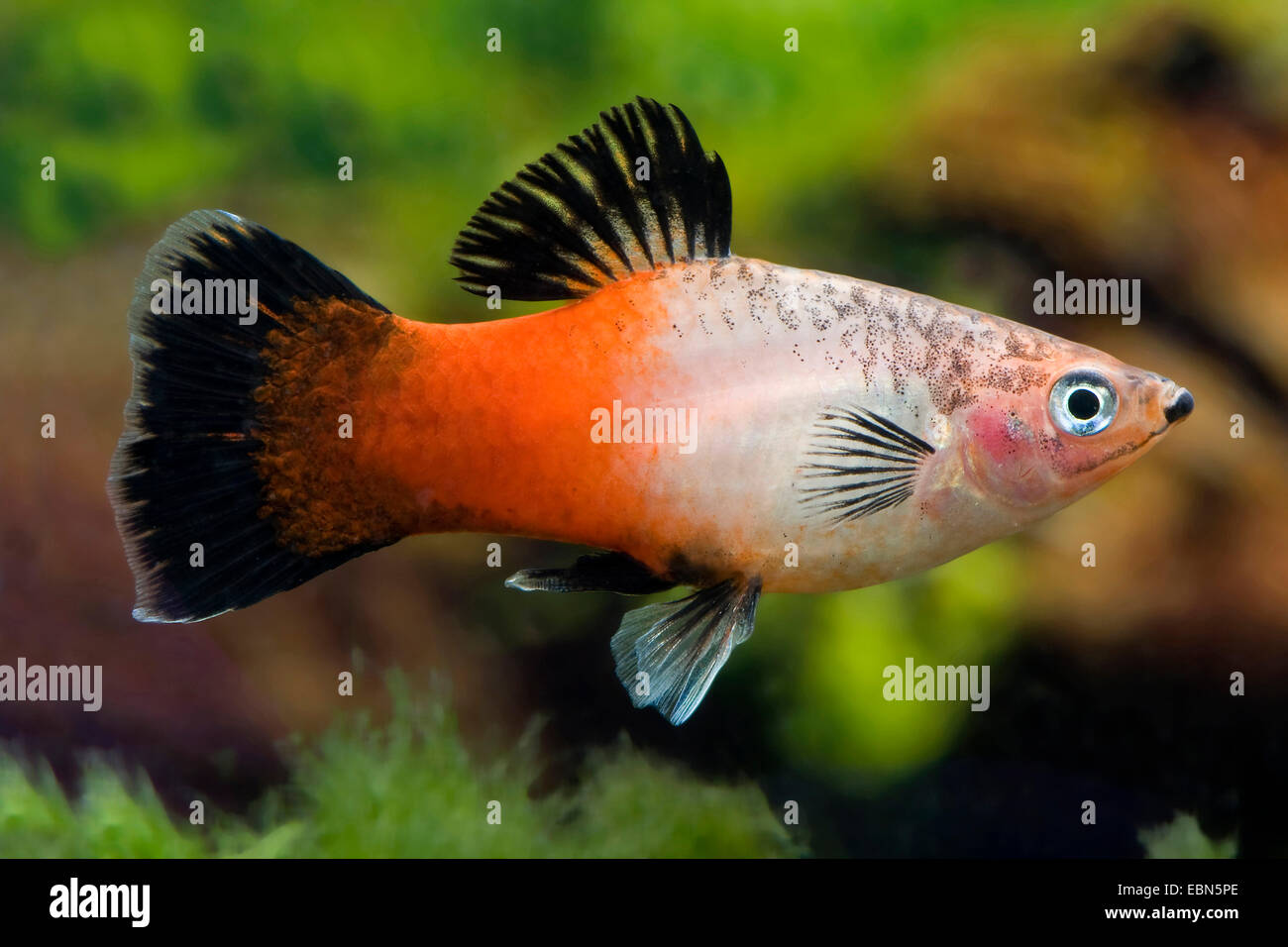 southern platyfish, Maculate Platy (Xiphophorus maculatus), breed Showa Tricolor Stock Photo