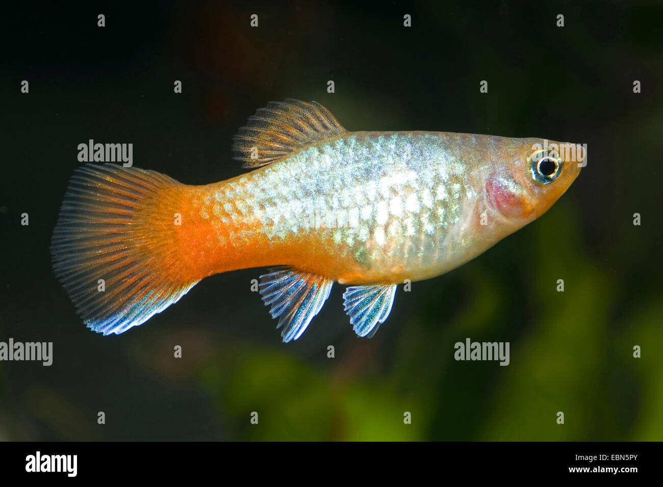 southern platyfish, Maculate Platy (Xiphophorus maculatus), breed Blue Red-tail Platy Stock Photo